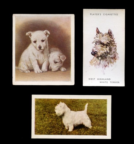 West highland white terrier - white,
